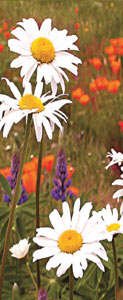 Daisies & California Poppies Bookmark