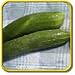 'Garden Sweet Burpless' - Hybrid Slicing Cucumber Seeds - Jumbo Seed Packet (50)