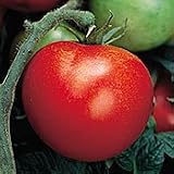 Organic Thessaloniki Tomato Plant - ORDER NOW ! - B001M1Z8TE