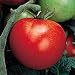 Organic Thessaloniki Tomato - 50 Seeds