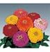 Flower Zinna Benary's Giant Mix 50 Seeds per Packet