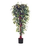 Green Ficus Tree