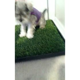 PetZoom Pet Park Indoor Pet Potty
