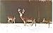 Angola In Potawatomi Inn Postcard Herd Of Deer