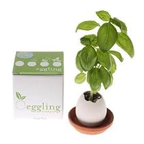 Eggling - Herb - Mint