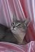 12X16 inch 1 of Top 100 Pedigree Cats Canvas Art Abyssinian,blue