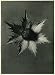 Eryngo, capitulum (4x)