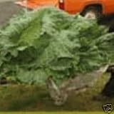 GIANT CABBAGE - 6 Seeds - O-S Cross Hybrid Cabbage