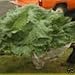 GIANT CABBAGE - 6 Seeds - O-S Cross Hybrid Cabbage