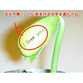 ぐんぐん伸びるよ！幸運の 「マジックビーン」ふしぎ缶「Happy Birthday(誕生おめでとう)」