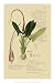 Aroid Plant II Botanical Art Poster Print by A. Descubes, 14x21
