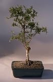 Flowering Dwarf Pomegranate Bonsai Tree.(punica granatum)