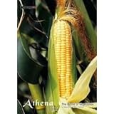 アテナ Vol.17 野菜の風景の画像