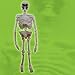 Plastic Skeleton