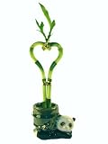 Betterdecor- 1 Pair of 6 Inches Heart-Shaped Lucky Bamboo in a Lovely Panda Ceramic Vase for Feng Shui or Gifts