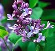 Lilac Big Blue Five Gallon
