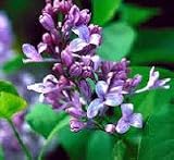 Lilac Big Blue Five Gallon