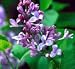 Lilac Big Blue Five Gallon
