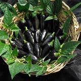 Pepper 'Black Hungarian' Seeds x 1 Packet