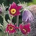 Pulsatilla vulgaris 