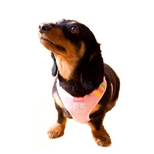 Sports Style Mesh Dog Harness & Leash Set - X-Small (11