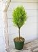 Live Lemon Cypress Topiary - 18