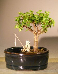 Bonsai Boy's Baby Jade Bonsai Tree Water Land Container - Small Portulacaria Afra