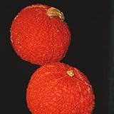 Red Warty Thing 10 Seeds - Squash or Gourd