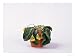 Primula in Wilting Condition, Lacking Water Photographic Poster Print by Martyn Chillmaid, 16x12