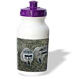 Wild animals - Two Raccoons - Water Bottles