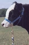 Hamilton 1 Nylon Cow Control Halter with 10 Chain, Assorted Sizes and Colors