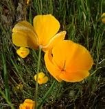 Eschscholzia californica (California Poppy) - Bulk Wildflower Seeds