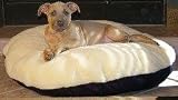Canine Cushion Orthopedic Memory Dog Bed Round Burgundy 36 in.