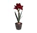 21" Red Amaryllis Battery Operated LED Lighted Silk Potted Flower Plant