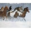 Wild Beauty - Horses Jigsaw Puzzle 1000pc