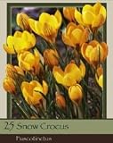 Crocus Specie Fuscotinctus Pack of 25 Bulbs