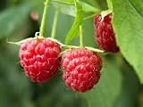 Raspberry - AUTUMN BLISS, 40-60cm, Pack of 10