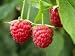 5X Raspberry (AUTUMN BLISS) -40-60cm - BASREROOT