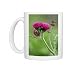 Photo Mugs of Ornamental thistle - An erect herbaceous perennial flowering mid summer from Ardea Wildlife Pets