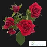 Forty Stems of Red Spray Roses, Buy 20, Get 20 FREE.