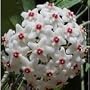 Strawberries & Cream Wax Plant - Hoya - Great House Plant - 4" Pot