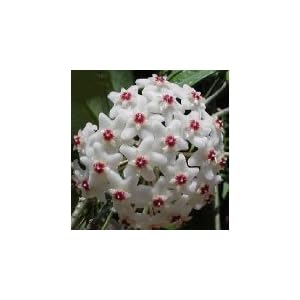 Strawberries & Cream Wax Plant - Hoya