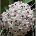 Strawberries & Cream Wax Plant - Hoya - Great House Plant - 4" Pot