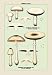Edible Fungi: Flat-Cap Mushroom - 16x24 Giclee Fine Art Print framed in Gold (20x30 finished)