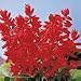 SUTTONS SEEDS: Salvia Splendens Blaze of Fire: 80 Seeds (80 seeds)