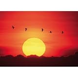 Geese Flying (Sunset) Art Poster Print - 11x17