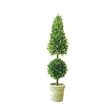 Preserved Boxwood Topiary Mixed 36"