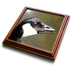 Canada Goose - Bird Photography - 8x8 Trivet With 6x6 Ceramic Tile