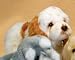 Stuffed Cocker Spaniel Sitting Puppy 15
