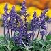 SUTTONS SEEDS: Salvia Farinacea Victoria Seeds (300 seeds)